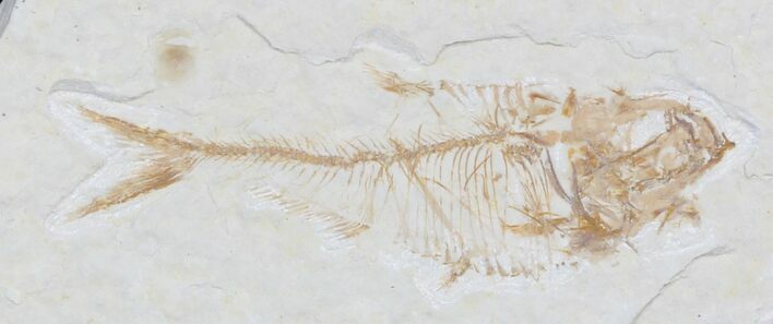 Small Diplomystus Fossil Fish - Wyoming #32784